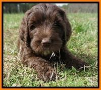Caymen Solo pups 7 wks old191