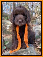Caymen Solo pups 8 wks old 391