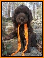 Caymen Solo pups 8 wks old 411