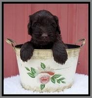 Caymen Solo pups 5 wks old 151