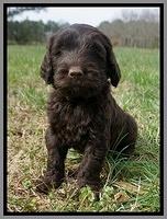 Caymen Solo pups 7 wks old211