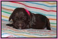 Cayman Solo pups 1 wk old 71
