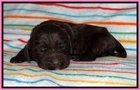 Cayman Solo pups 1 wk old 920