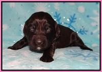 Cayman Solo pups 2 wk old 81