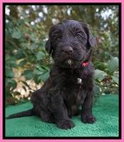 Caymen Solo pups 4 wks old 151
