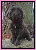 Caymen solo pups 6 wks old 241