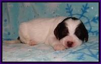 Cayman Solo pups 2 wk old 91