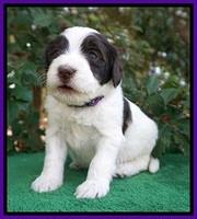 Caymen Solo pups 4 wks old 191