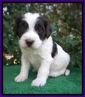 Caymen Solo pups 4 wks old 201