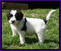 Caymen Solo pups 7 wks old271