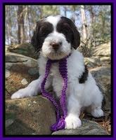 Caymen Solo pups 8 wks old 121