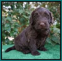 Caymen Solo pups 4 wks old 211