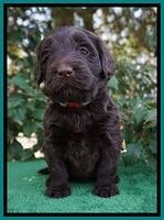 Caymen Solo pups 4 wks old 221