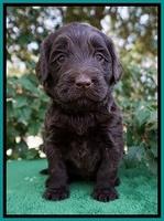 Caymen Solo pups 4 wks old 231