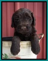 Caymen Solo pups 5 wks old 231