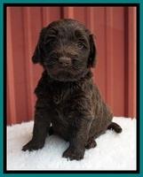 Caymen Solo pups 5 wks old 241