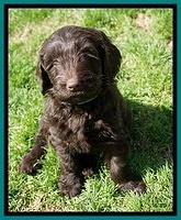 Caymen Solo pups 7 wks old301