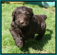 Caymen Solo pups 7 wks old311