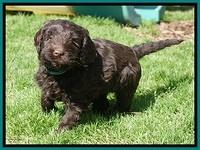 Caymen Solo pups 7 wks old321