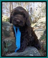 Caymen Solo pups 8 wks old 41