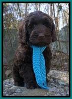 Caymen Solo pups 8 wks old 51