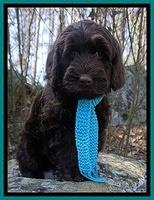 Caymen Solo pups 8 wks old 61
