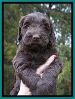 Caymen solo pups 6 wks old 341