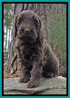 Caymen solo pups 6 wks old 351