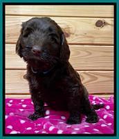 Caymen solo pups 6 wks old 361