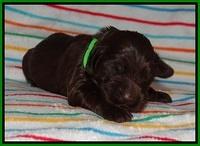 Cayman Solo pups 1 wk old 101