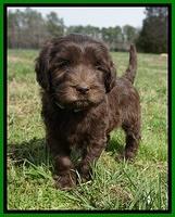Caymen Solo pups 7 wks old351