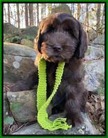 Caymen Solo pups 8 wks old 201