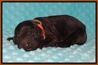Cayman Solo Newborn 121