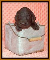 Caymen Solo pups 3 wks old 17122