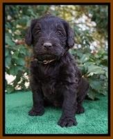 Caymen Solo pups 4 wks old 311