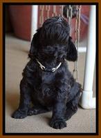 Caymen Solo pups 4 wks old 331