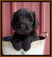 Caymen Solo pups 5 wks old 341