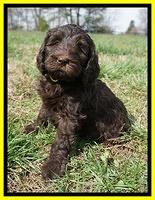 Caymen Solo pups 7 wks old431