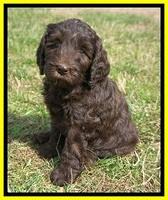 Caymen Solo pups 7 wks old451