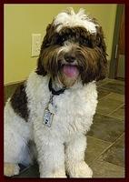 Brutus 10 mos old 022