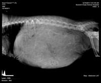 Cherie preg xrays day 56 12 19 11 2