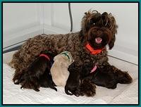 Group puppy