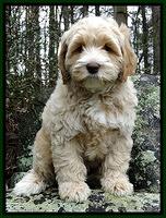 Individual puppy
