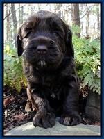 CB pups 4 wks old 18