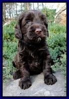 CB pups 5 wks old 14