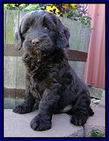 CB pups 7 wks old 10