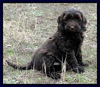 cb pups 8 wks old 12
