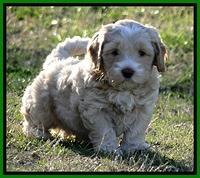 CB pups 5.5 wks old 21