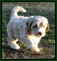 CB pups 5.5 wks old 7