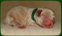 CB pups newborn 15
